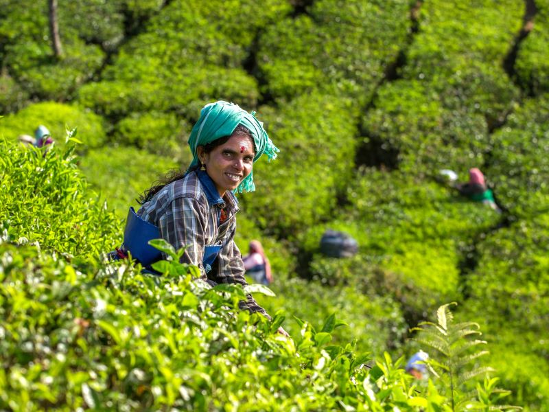 Malaysia - Cameron Highlands - Theevelden - Woman