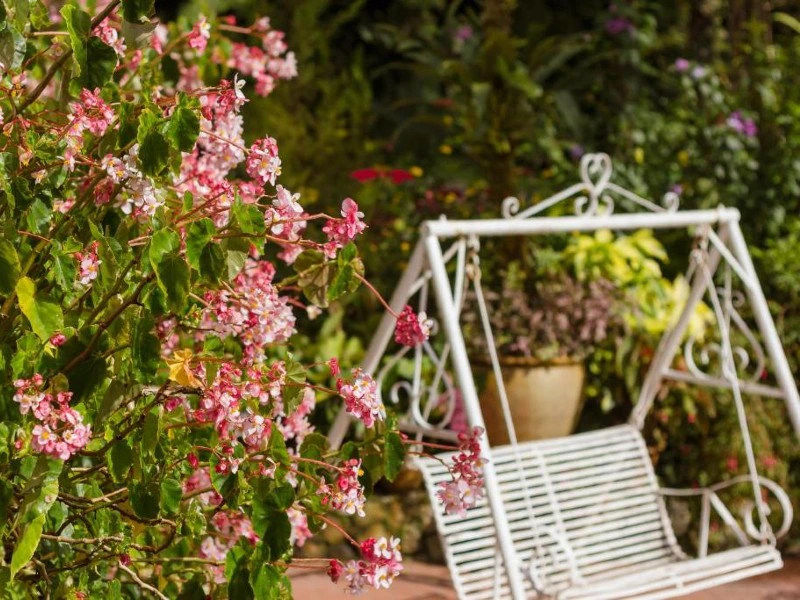 Malaysia - Cameron Highlands - Garden