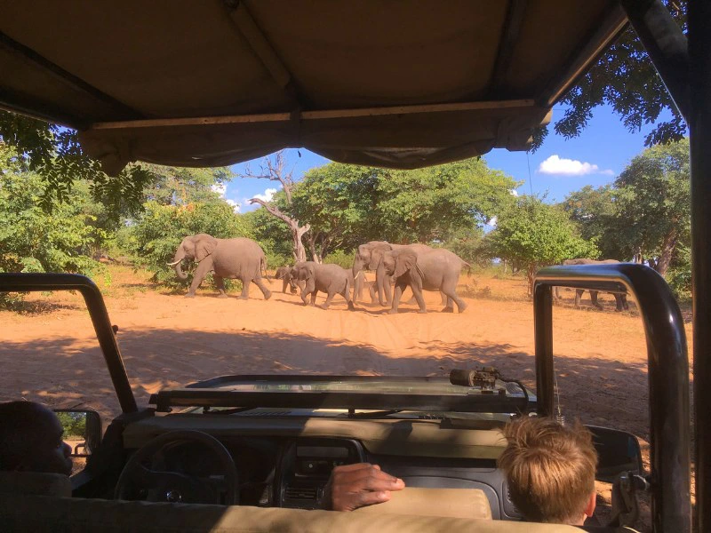 Safari in Chobe national park - Botswana