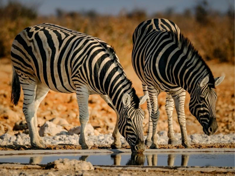 Namibia - Etosha - Zebra's