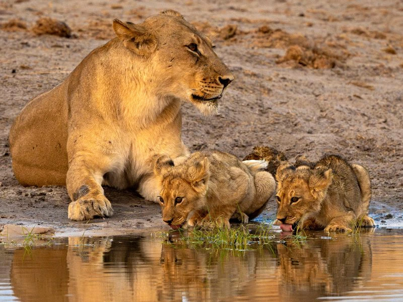 Namibie - Okavango Delta - Leeuwin met welpjes