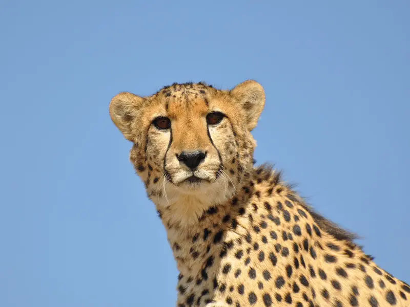 Vakantie Namibië - cheeta