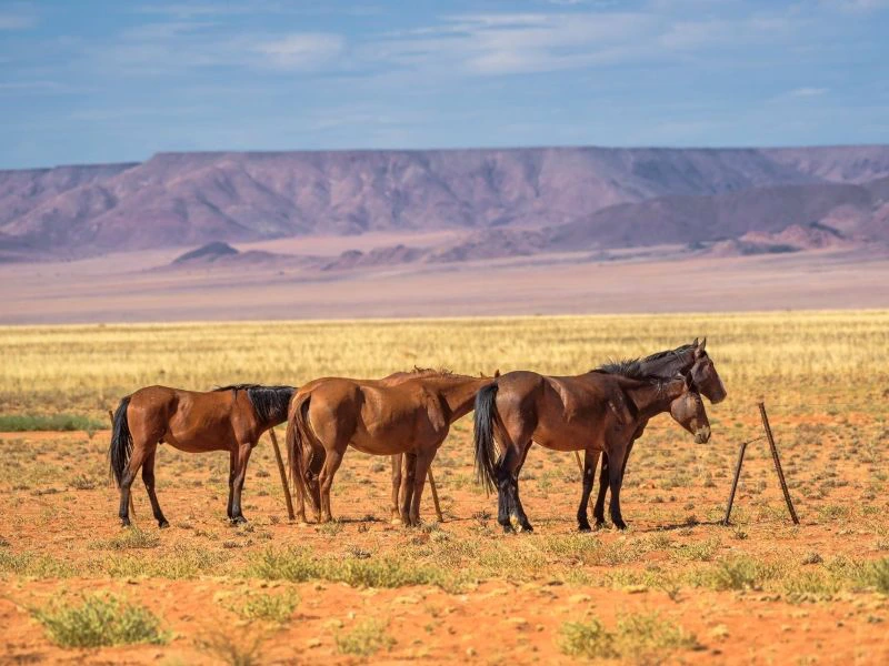 Namibie - Aus - paarden