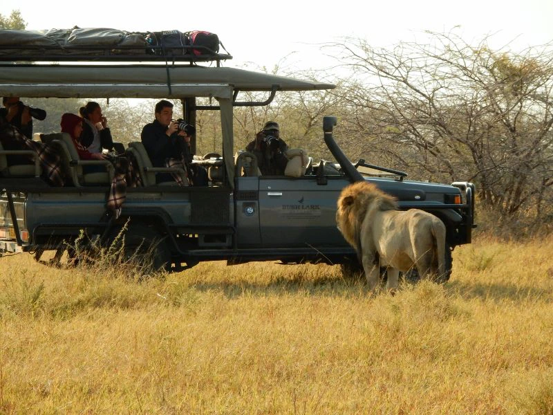 Botswana Kasane - safari leeuw