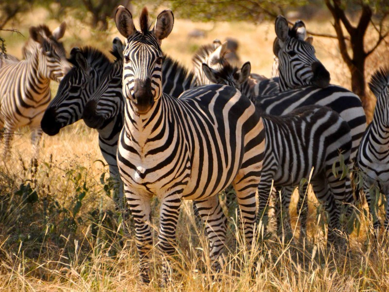 Botswana Moremi zebra's