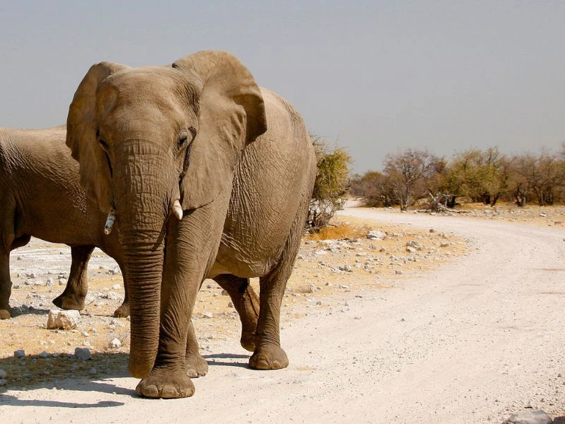 Namibie - Etosha - Olifant op de weg