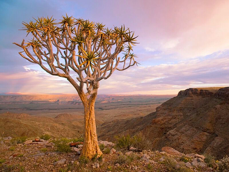 Namibië - Sossusvlei - Quivertree