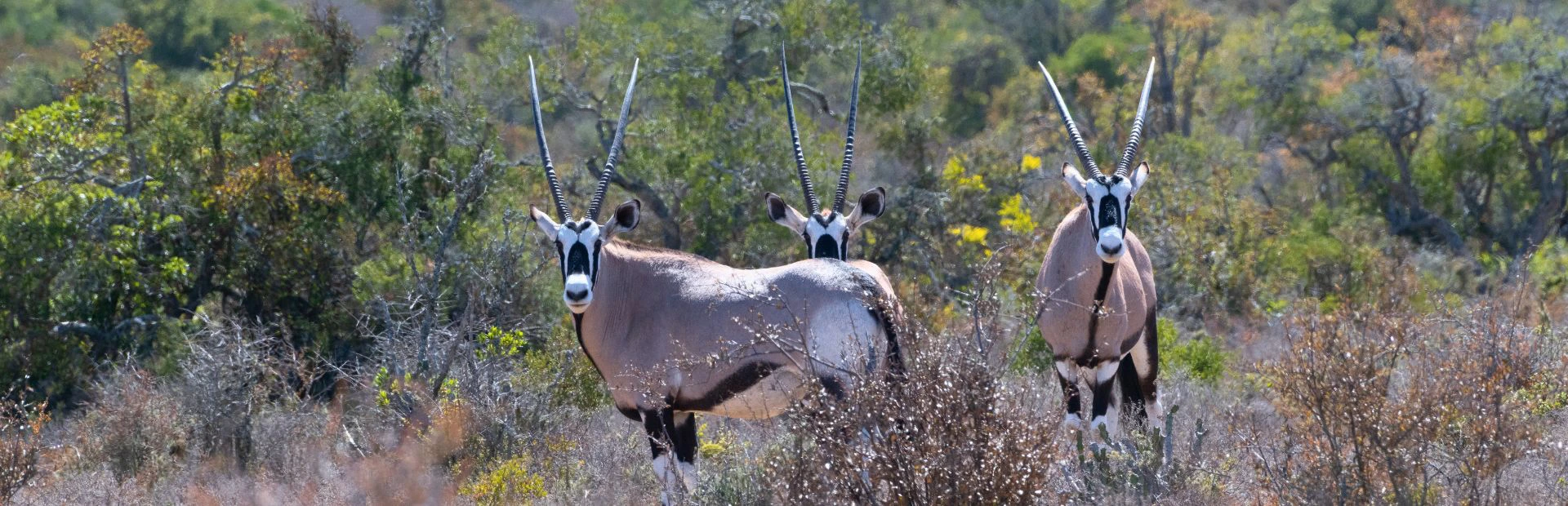 Drie oryxen staan in de droge savanne tussen struiken en gras, met hun lange rechte hoorns omhoog en de blik gericht naar de camera.