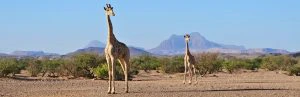 Twee giraffen lopen door een droog savannelandschap in Namibië, met lage struiken en bergen op de achtergrond onder een heldere blauwe lucht.