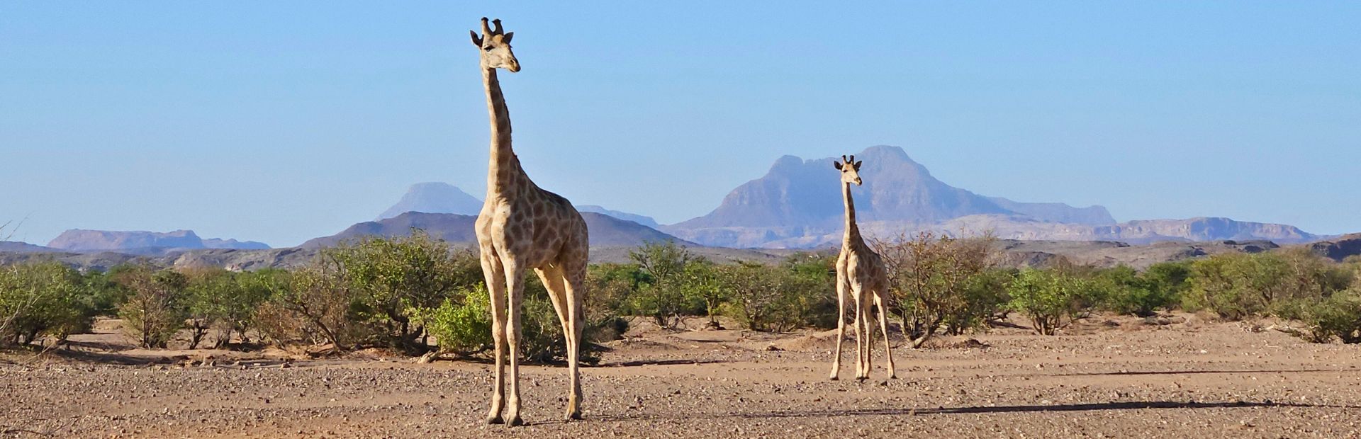 Twee giraffen lopen door een droog savannelandschap in Namibië, met lage struiken en bergen op de achtergrond onder een heldere blauwe lucht.