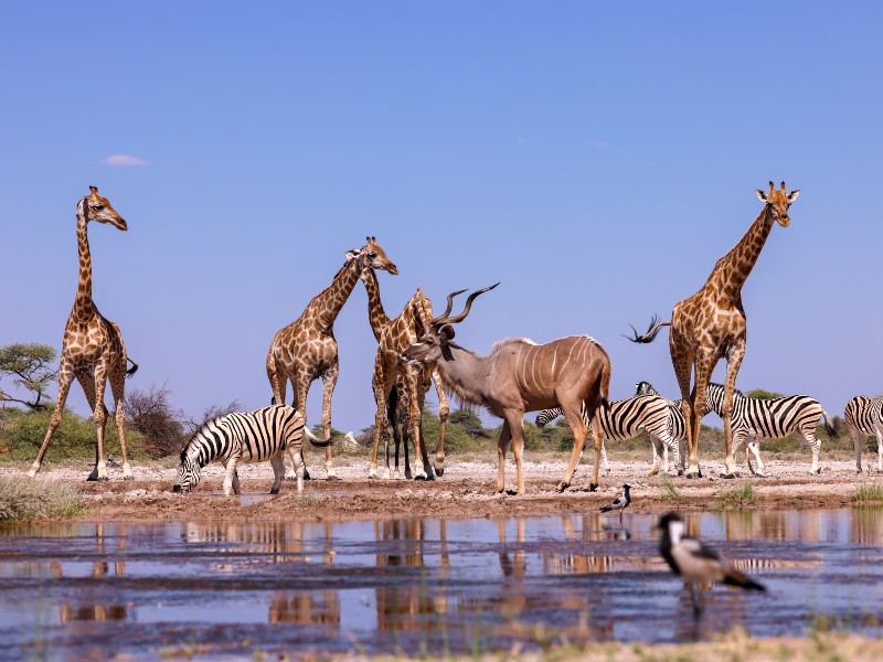 Namibie - Etosha - dieren drinken water