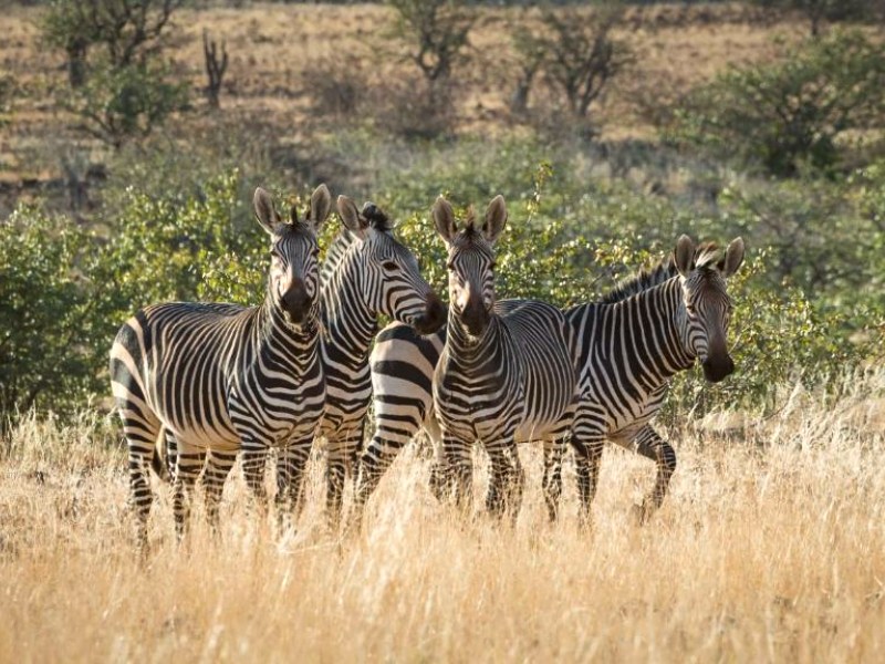 Namibia - Etendeka - Hike - Zebra