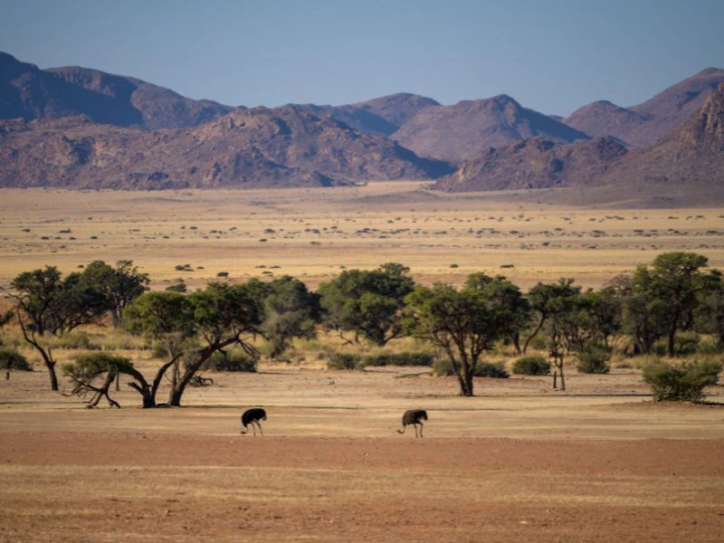 Twee struisvogels lopen door de Kalahari-woestijn.