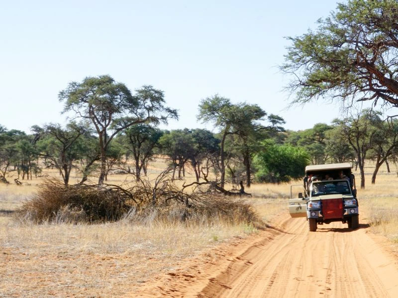 Jeep staat stil in Etosha National Park.