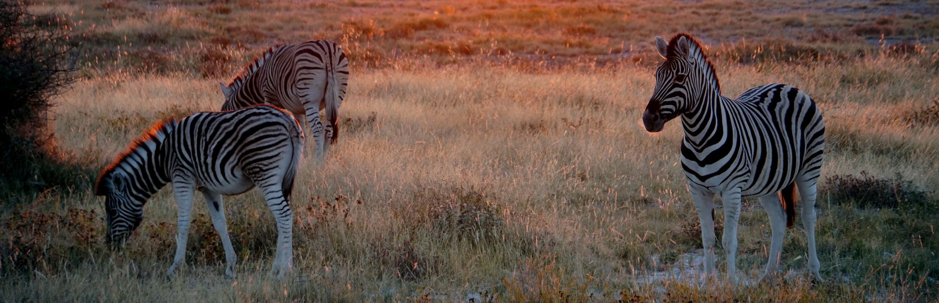 Drie zebra's grazen tijdens zonsondergang.