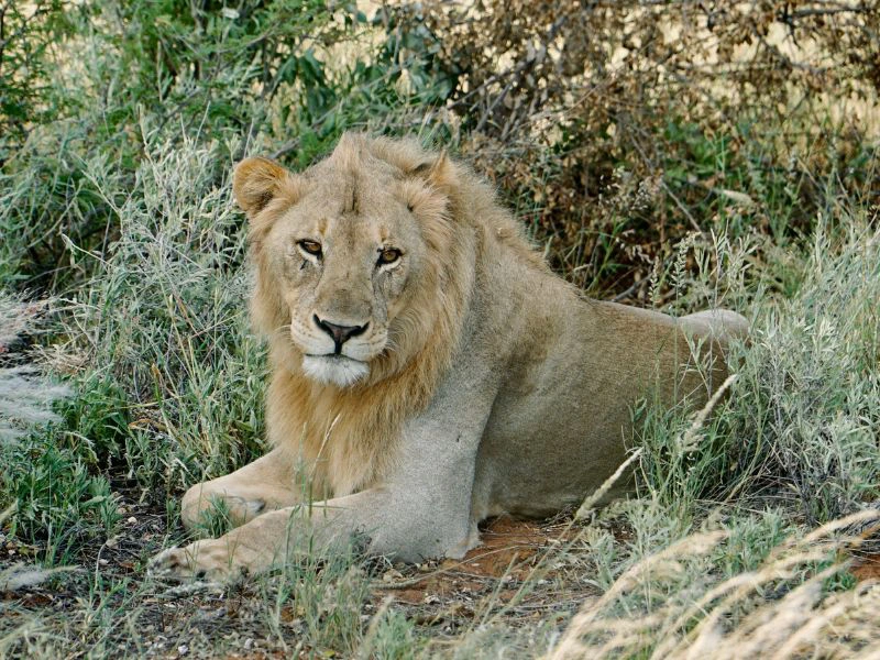 Leeuw ligt in de schaduw in Etosha National Park