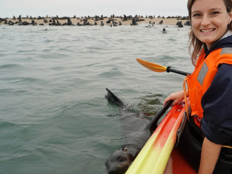 Reiziger aan boord van een kajak geeft een hand aan een rob, die naast de kano zwemt.