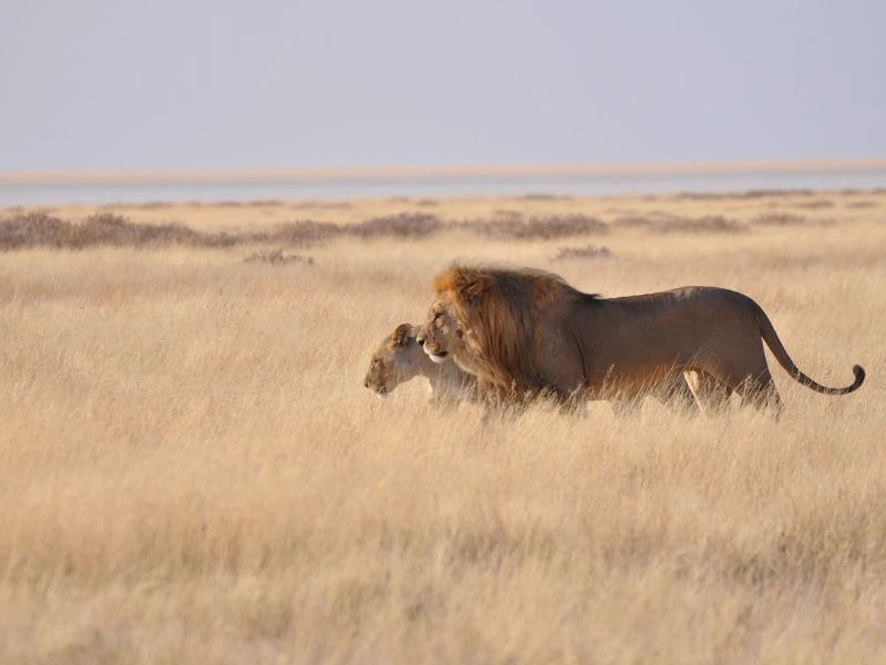 Twee leeuwen lopen door de uitgestrekte natuur.