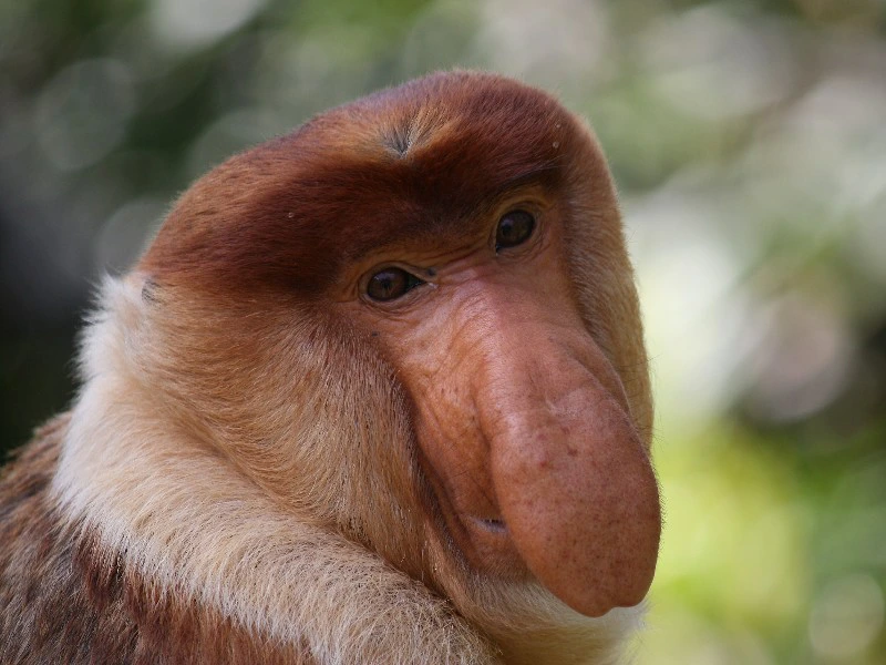 Neusaap in Bako national park - Borneo