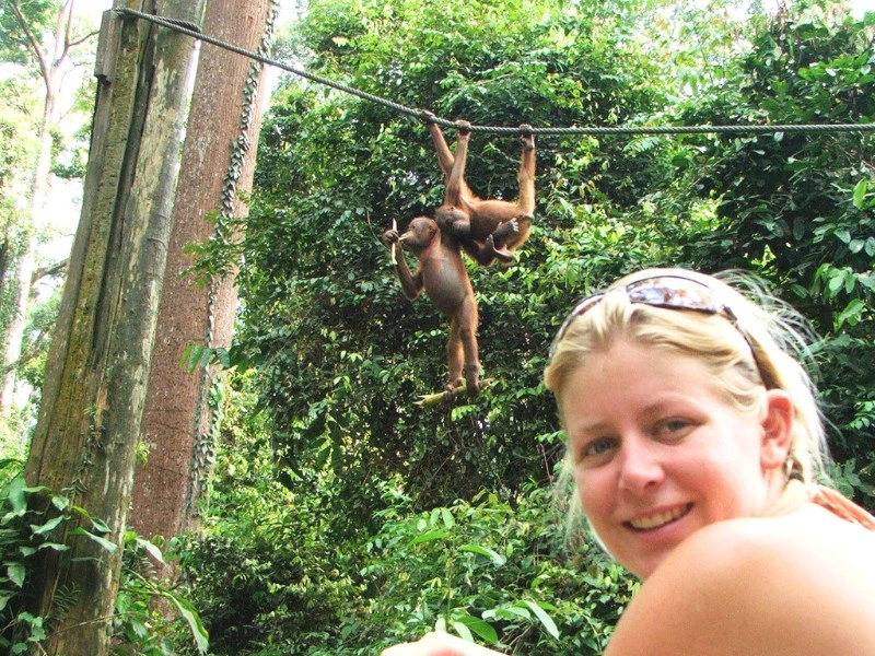 Orang oetan en reiziger in Borneo