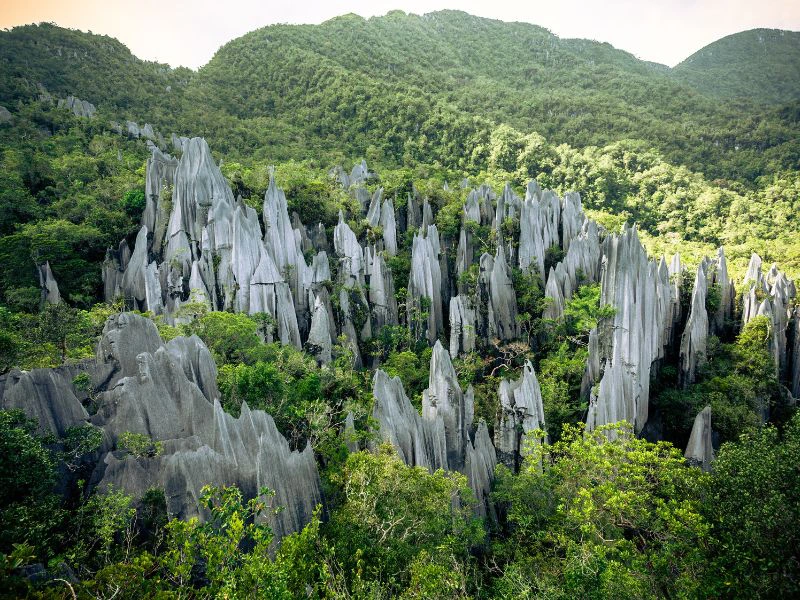 Pinnacles bij Mulu national park - Borneo