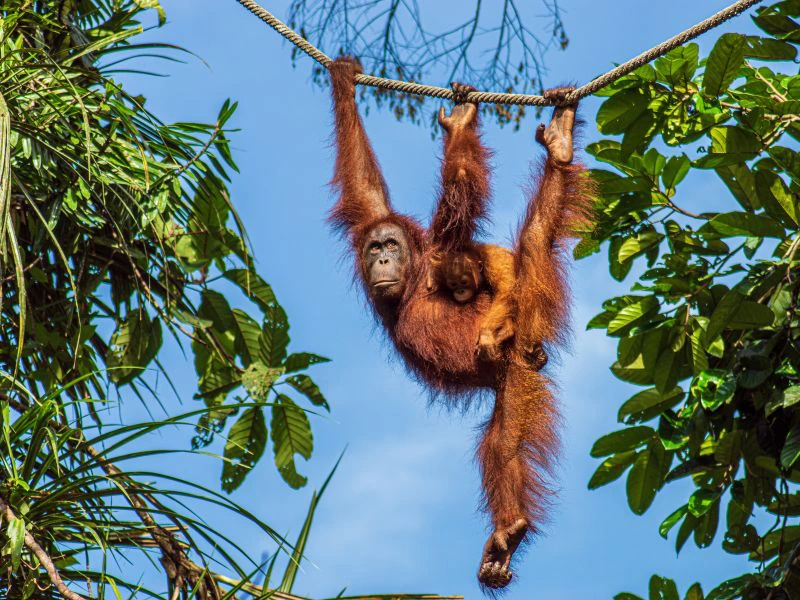 Orang oetans in Semenggoh - Borneo