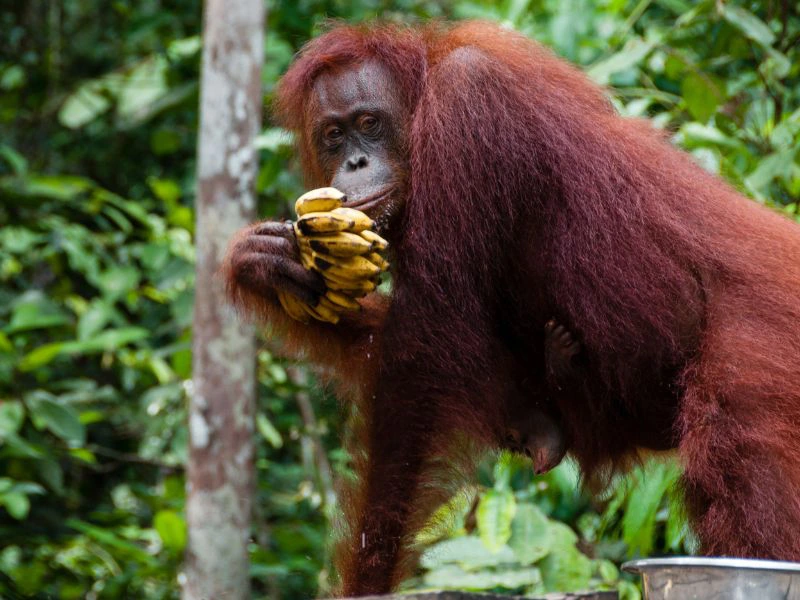 Orang oetan n Borneo
