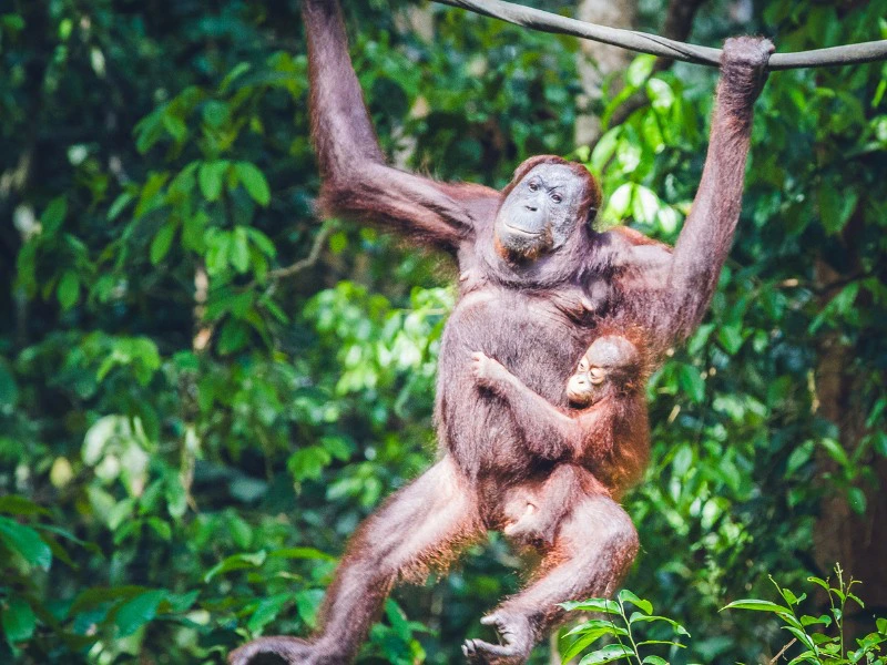 Orang Oetan in Borneo