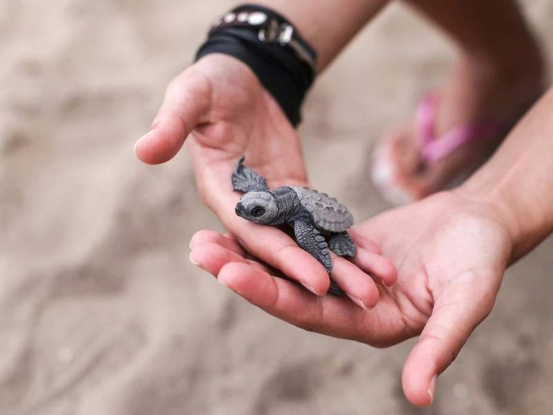 Baby zee schildpad op Lankayan - Borneo