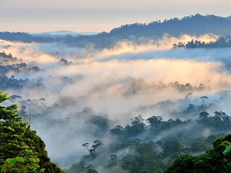 Jungle met wolken Danum Valley