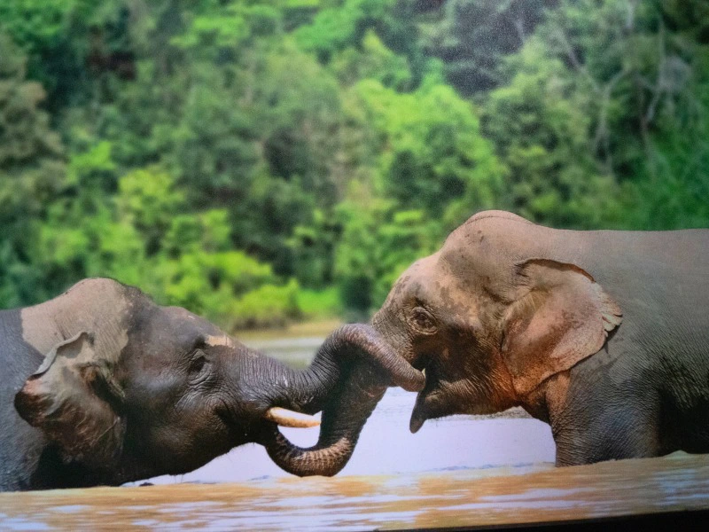 Olifanten in de rivier in Borneo