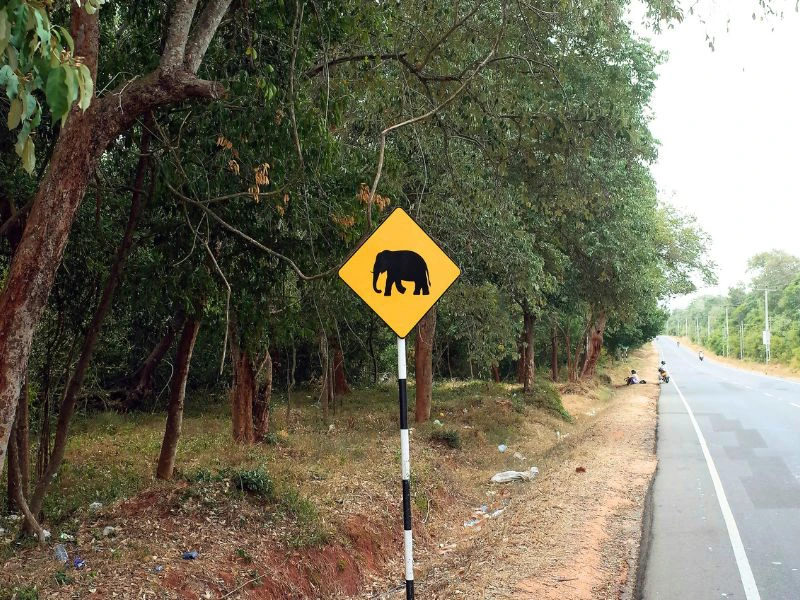 Pas op Olifanten op de weg boord - Borneo