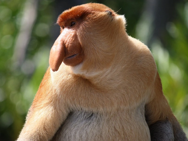 Neusaap in bako national park - Borneo