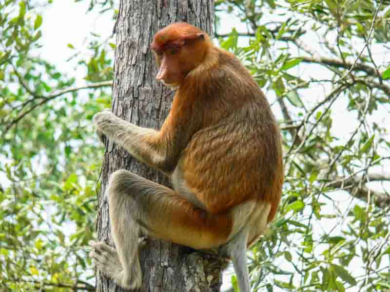 Proboscis monkey in Bako National Park