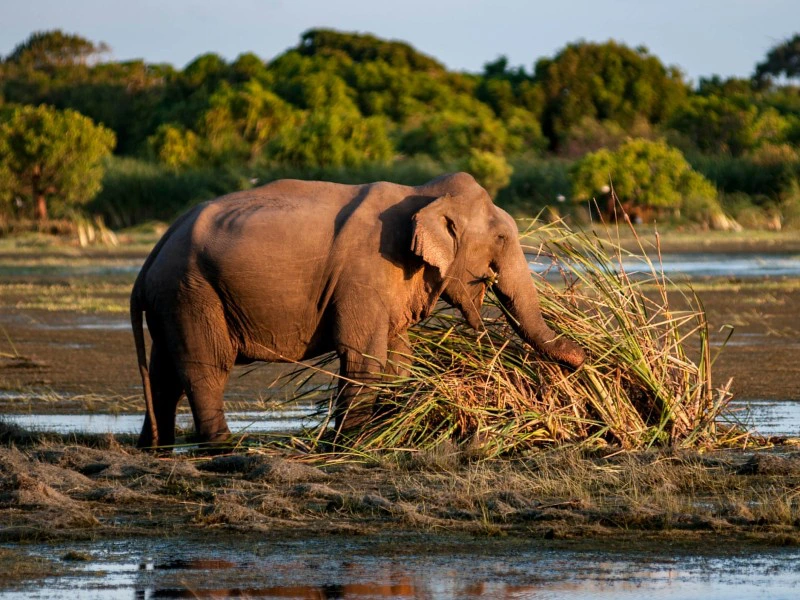 Kumana NP