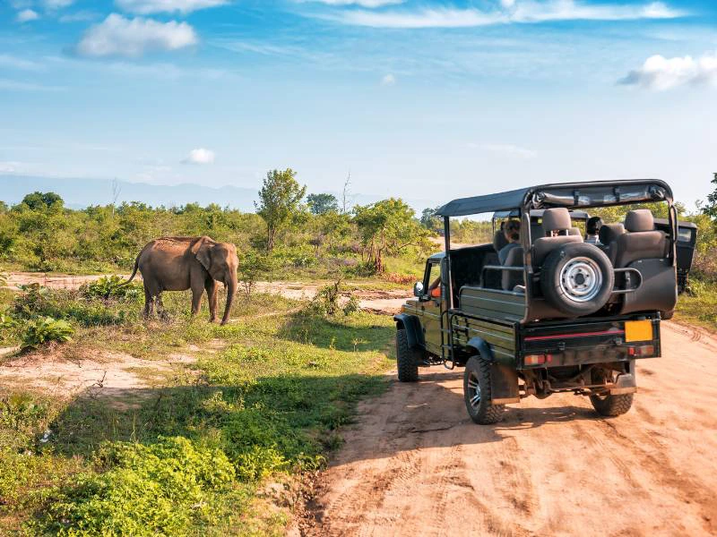 Sri Lanka Safari Olifanten