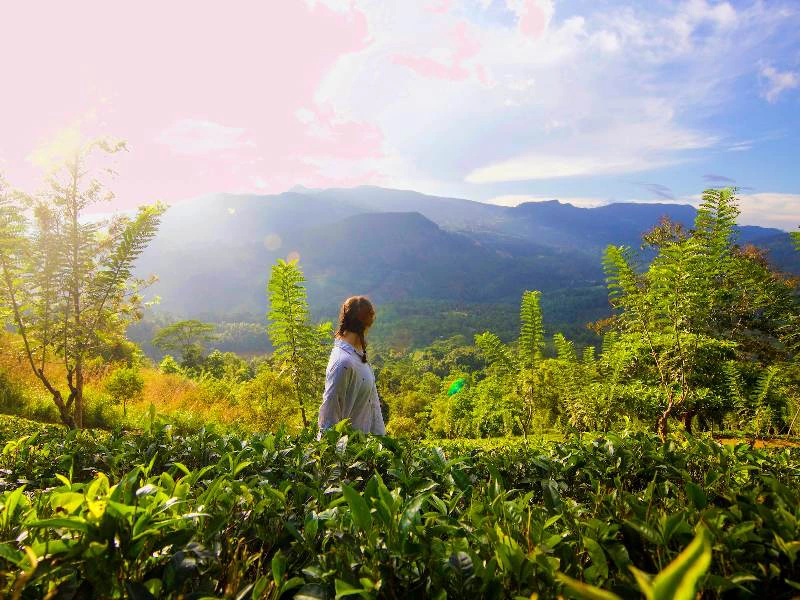 Sri Lanka Nuwera