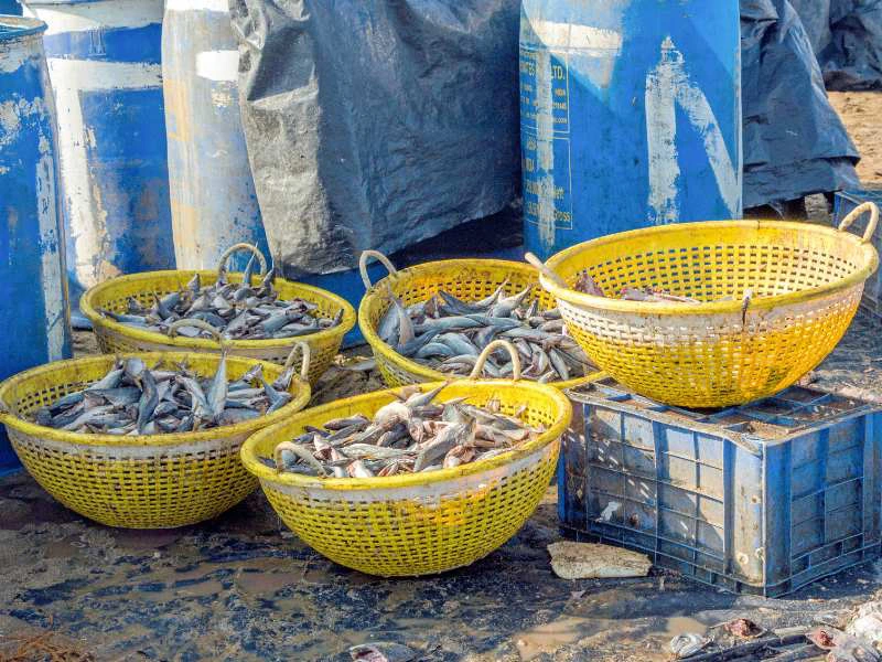 sri lanka negombo vismarkt