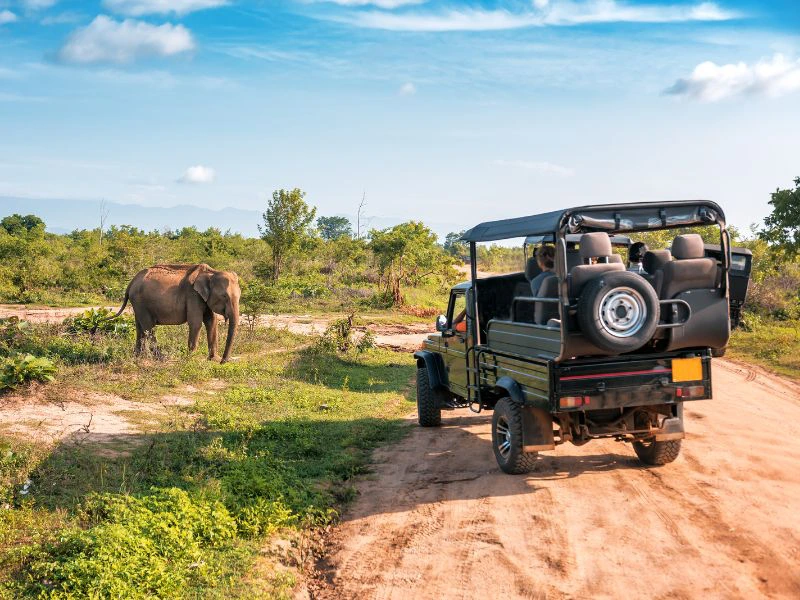 Sri Lanka Safari Olifant