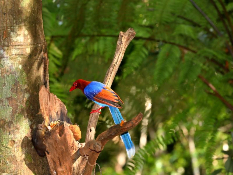 Vogel in de Sinharaja jungle