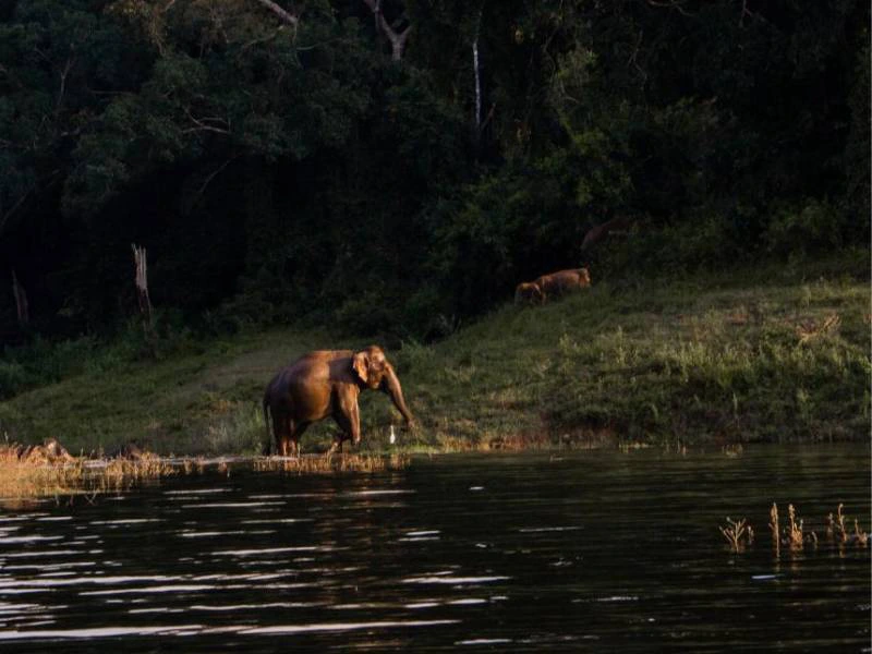 Sri Lanka glamping in Gal Oya