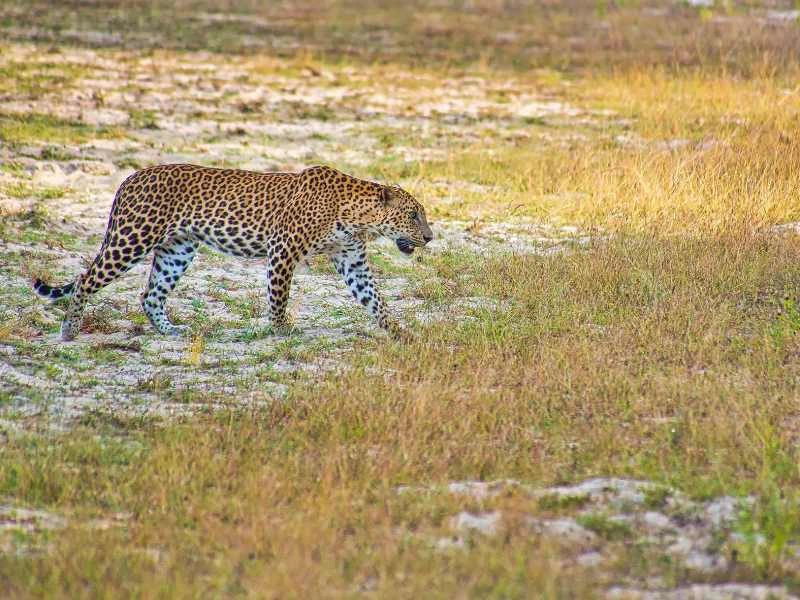 Wilpattu luipaard spotten