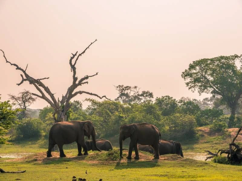 Sri Lanka - Yala National Park wildlife