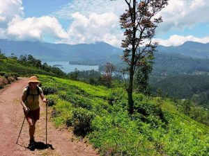 Pekoe trail