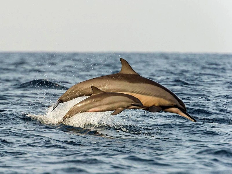 Dolfijnen