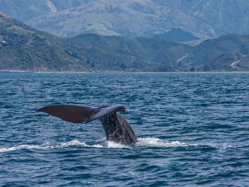 Nieuw-Zeeland Kaikoura walvissen