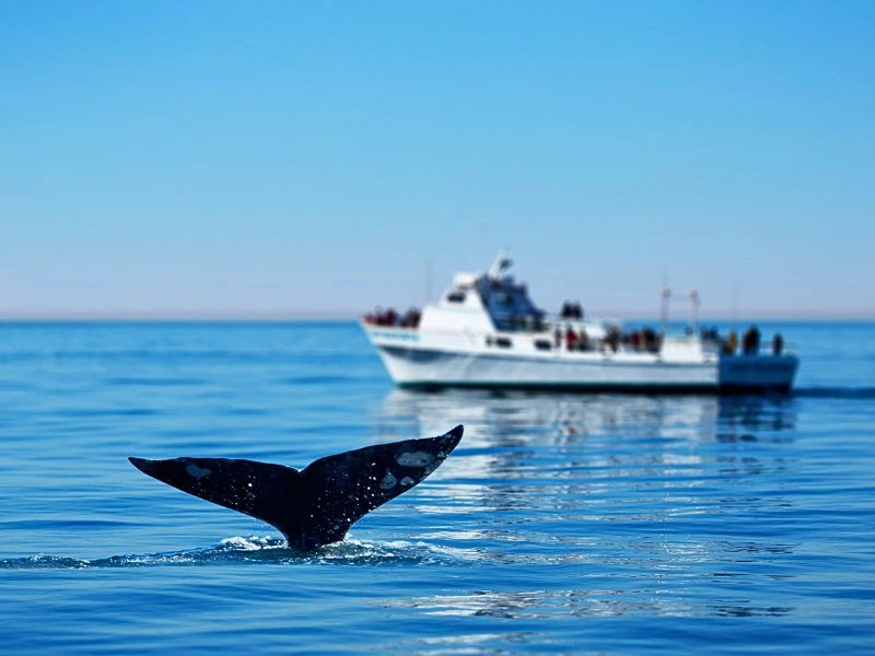 Nieuw-Zeeland walvissenboot kaikoura