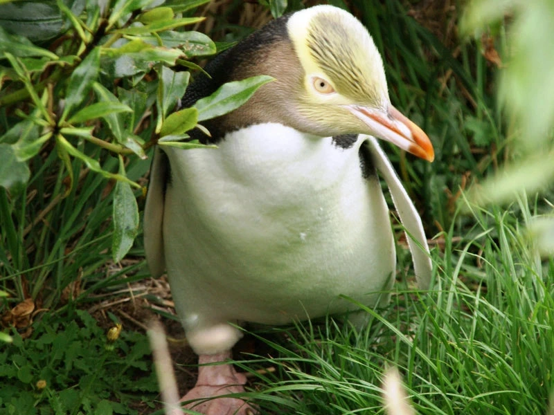 otago-pinguin