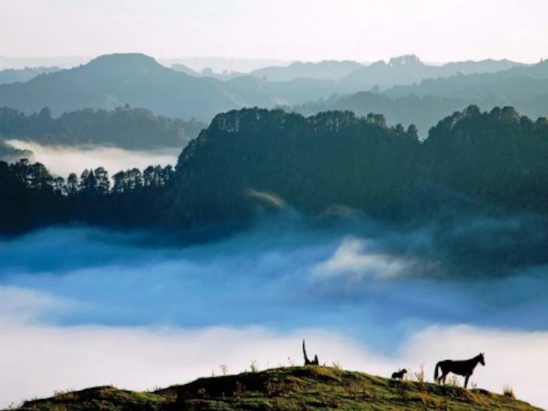 Nieuw-Zeeland Blue duck landschap