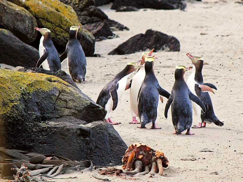 Nieuw zeeland penquins